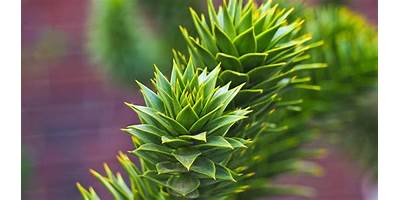 Araucaria sala cuna JUNJI Concepción