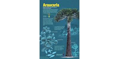 Araucaria