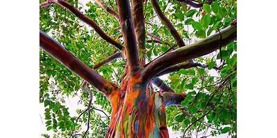Árbol de Colores