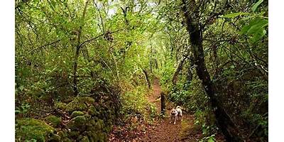 Bosque Encantado