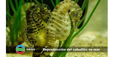 Caballito de Mar