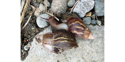 Caracol