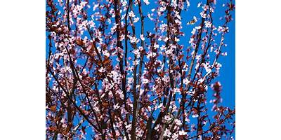 Ciruelillo en Flor sala cuna JUNJI Tortel