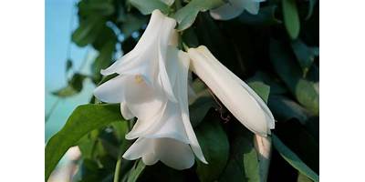 Copihues Blancos