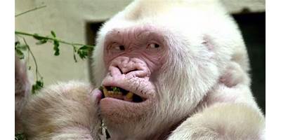 Copito de Nieve sala cuna Fundación Integra Hualaihué