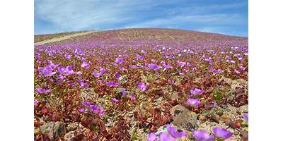 Desierto Florido sala cuna JUNJI Caldera