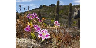 Desierto Florido