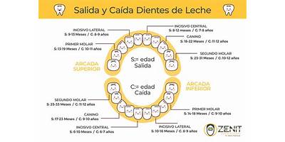 Diente de Leche