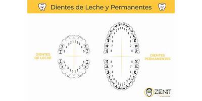 Dientes de Leche