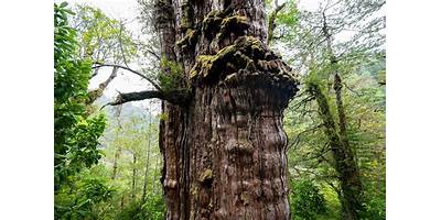 El Alerce sala cuna JUNJI La Reina