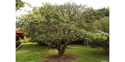 El Arrayan sala cuna JUNJI La Serena