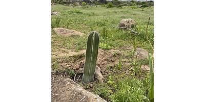 El Arrayan