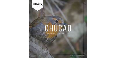 El Canto del Chucao sala cuna JUNJI Chaitén