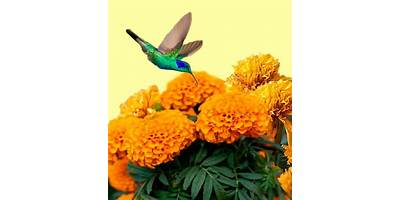 Flor del Sol