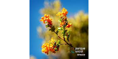 Florecer del Bosque