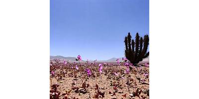 Salas cuna en Atacama