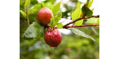 Frutos del Coihue sala cuna JUNJI Coihueco