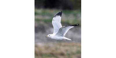 Gaviota Blanca