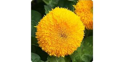 Girasol