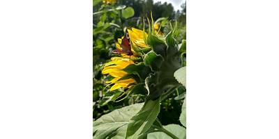 Girasol