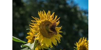 Girasol
