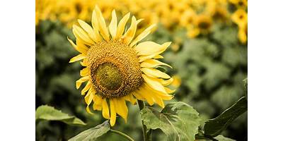 Girasol