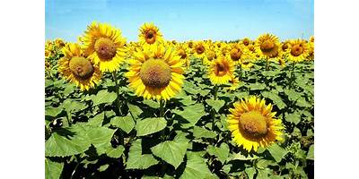 Girasol