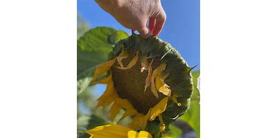 Girasol