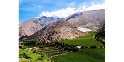 Girasoles de Elqui