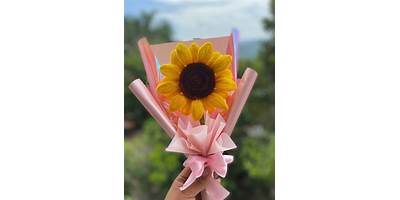 Girasoles de Limache