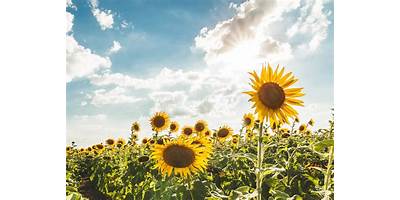 Girasoles