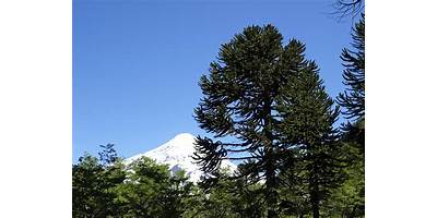 Las Araucarias