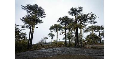 Las Araucarias