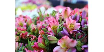 Las Flores sala cuna JUNJI Maipú