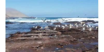 Las Gaviotas