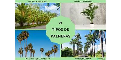 Las Palmas Chilenas sala cuna JUNJI Viña del Mar