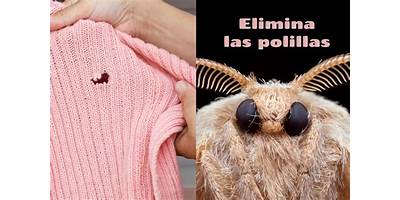 Las Polillitas