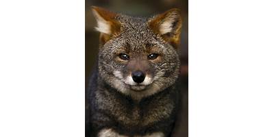 Lobito Chilote