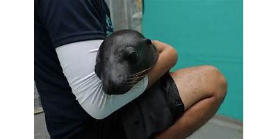 Lobito Marino sala cuna Fundación Integra Guaitecas