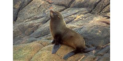Lobito Marino