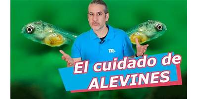 Los Alevines sala cuna Fundación Integra Cochamó