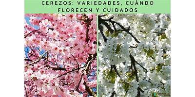 Los Cerezos sala cuna Fundación Integra Puente Alto