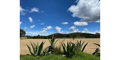 Los Llanos de Maipú