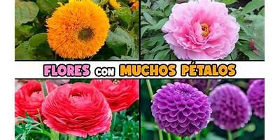 Los Petalitos sala cuna Fundación Integra Litueche