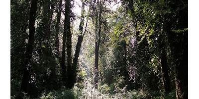 Los Raulíes sala cuna Fundación Integra El Bosque