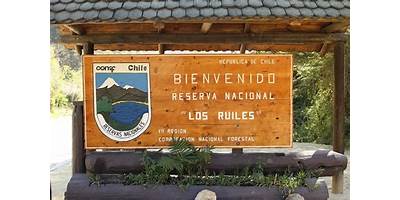 Los Ruiles de Chanco