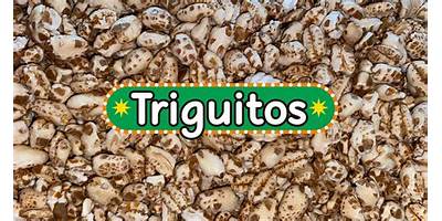 Los Triguitos