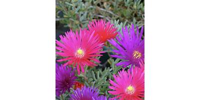 Mi Rayito de Alegría sala cuna JUNJI Quilicura