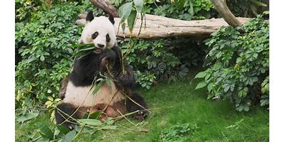 Oso Panda