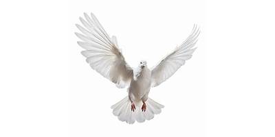 Palomita Blanca sala cuna Fundación Integra Caldera